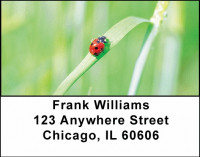 Spot the Ladybug Address Labels | LBANI-91