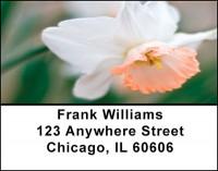 Floral Favorites Address Labels | LBBAQ-65