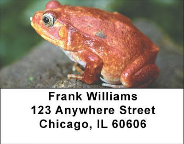 Funky Frogs Address Labels | LBANI-76